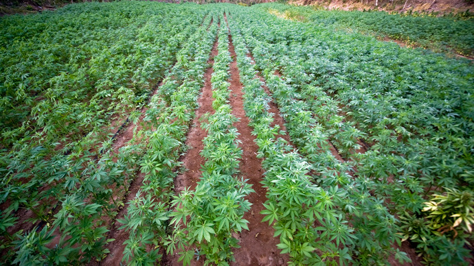 View of a marijuana field (AFP Photo / Alfredo Estrella)
