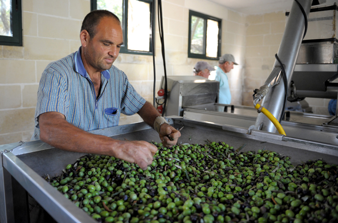 A worker checks olives before they are pressed to make olive oil (AFP Photo)