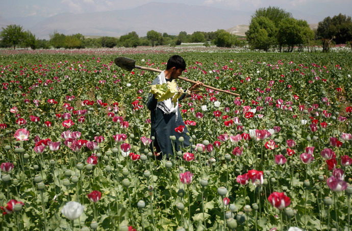 An Afghan man works on a poppy field in Jalalabad province (Reuters / Parwiz)
